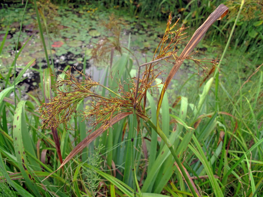 Изображение особи род Scirpus.