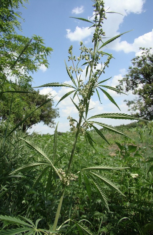 Image of Cannabis sativa specimen.