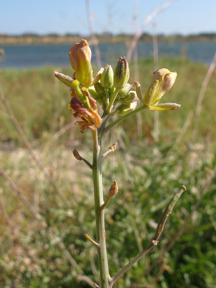 Image of Diplotaxis tenuifolia specimen.