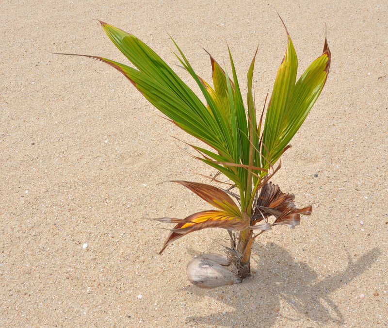 Изображение особи Cocos nucifera.