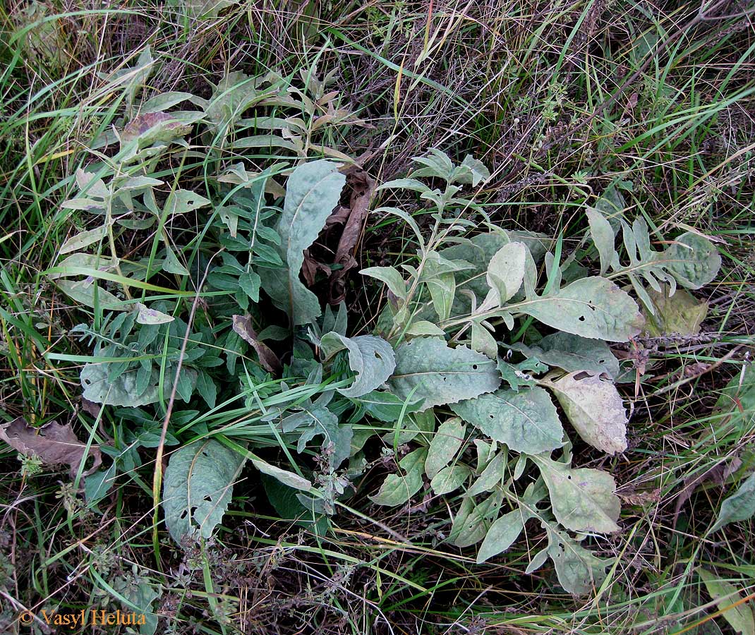 Image of Centaurea apiculata specimen.