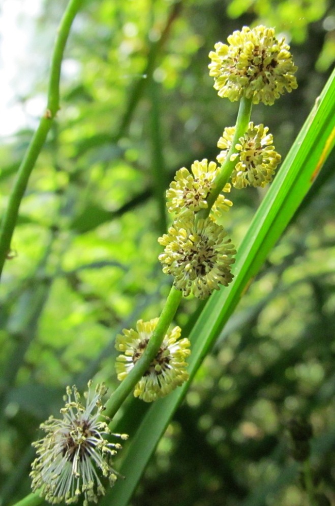 Image of Sparganium erectum specimen.