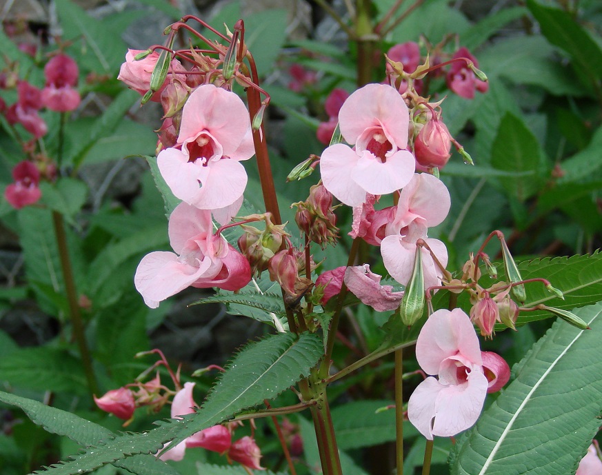 Image of Impatiens glandulifera specimen.