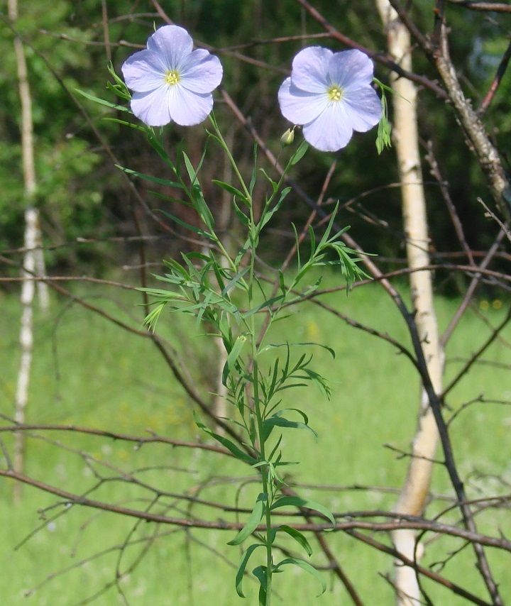 Image of Linum perenne specimen.