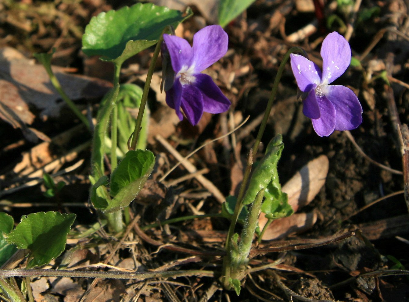 Изображение особи род Viola.