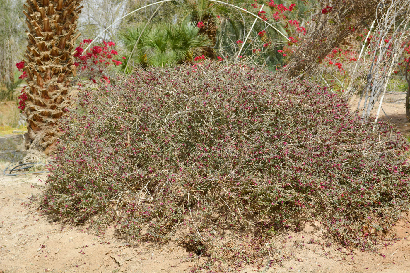 Image of Eremophila laanii specimen.