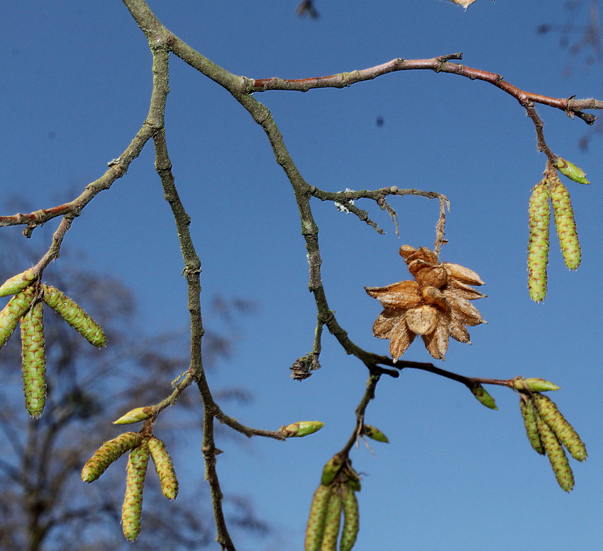 Изображение особи Ostrya carpinifolia.