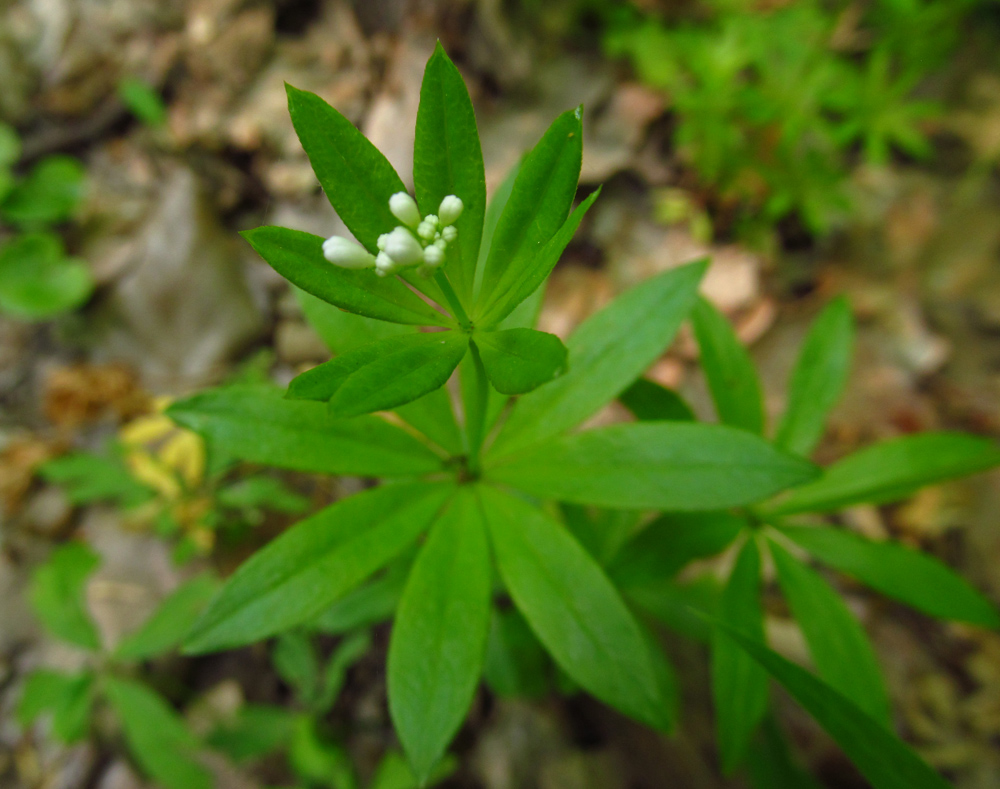 Изображение особи Galium odoratum.