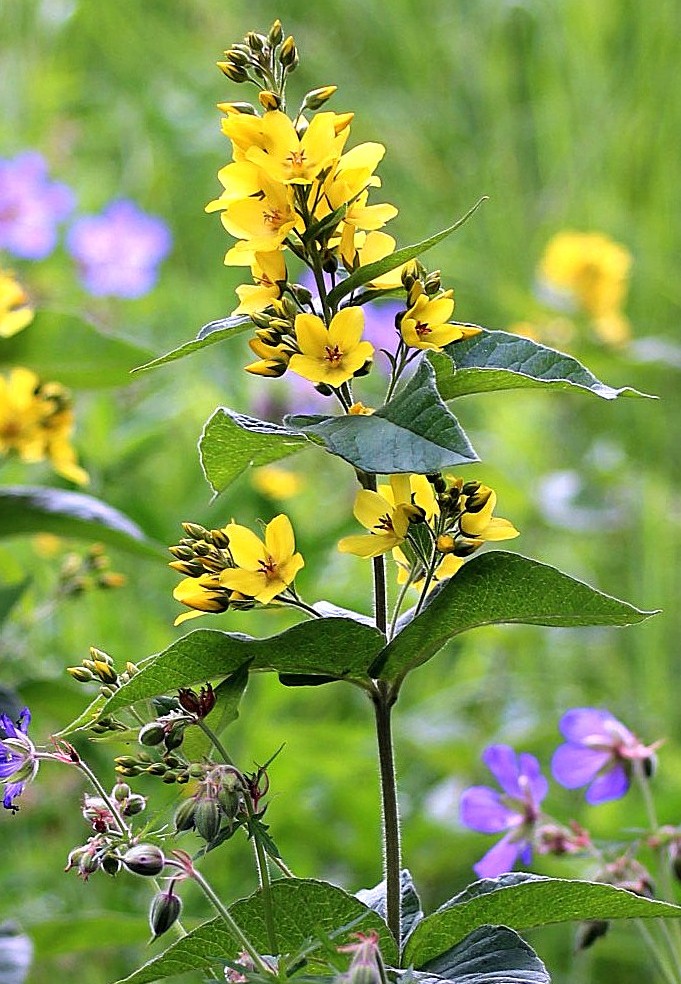 Изображение особи Lysimachia vulgaris.