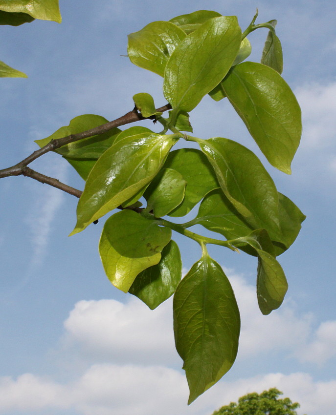 Image of Diospyros kaki specimen.