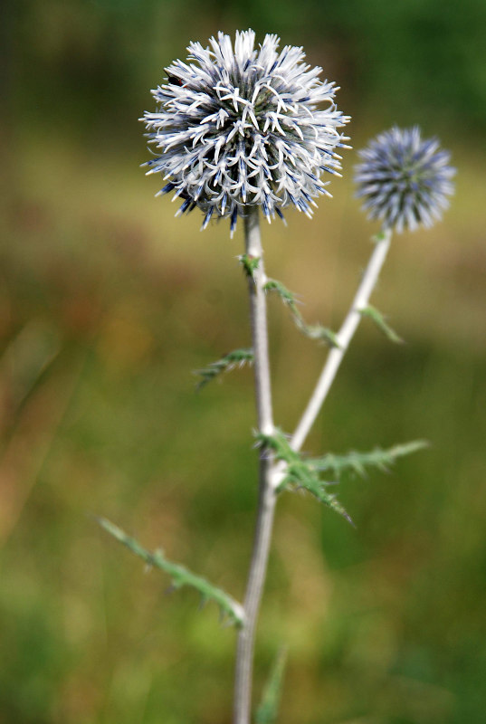 Image of Echinops sphaerocephalus specimen.