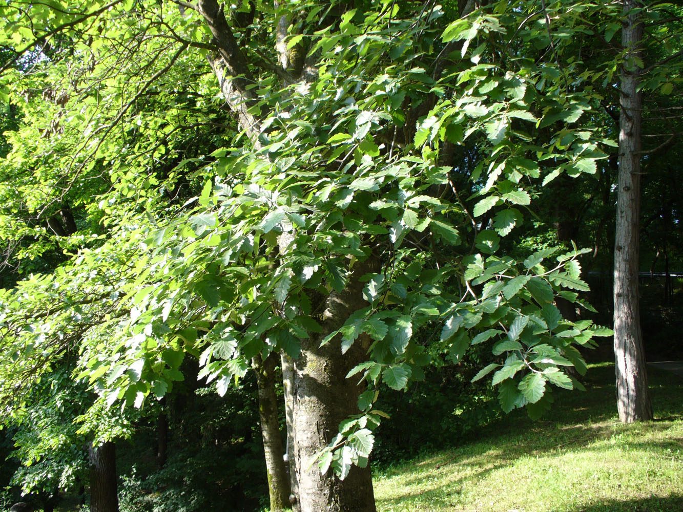 Image of Sorbus intermedia specimen.