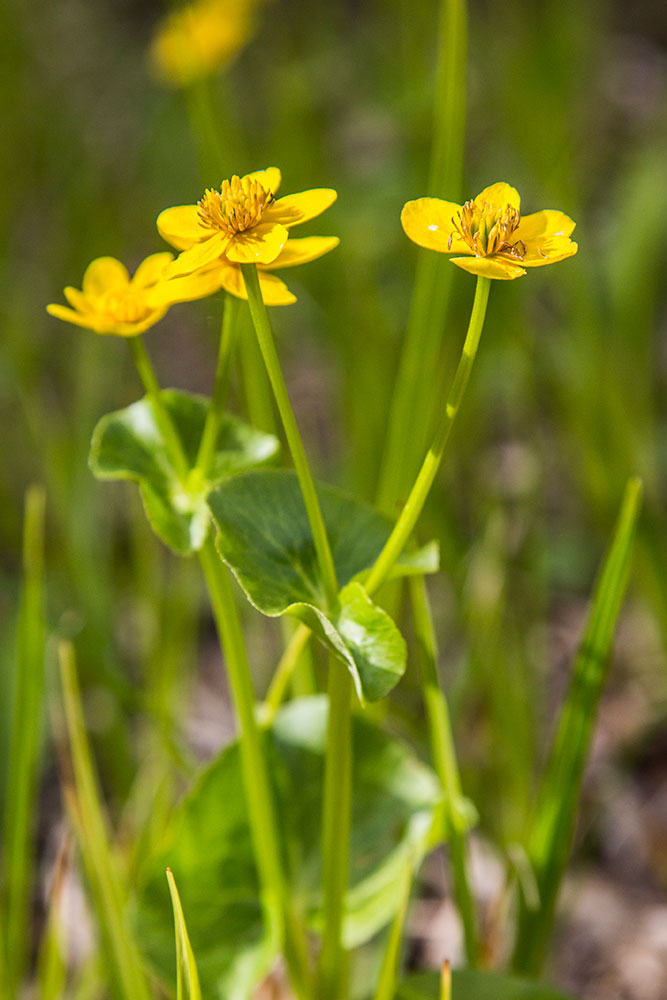 Image of Caltha palustris specimen.