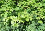 Acer campestre. Молодые вегетирующие растения. Ярославль, ст. Полянки, придорожное озеленение. 25 мая 2014 г.
