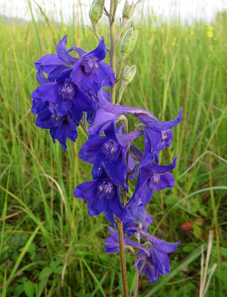 Image of Delphinium cyananthum specimen.