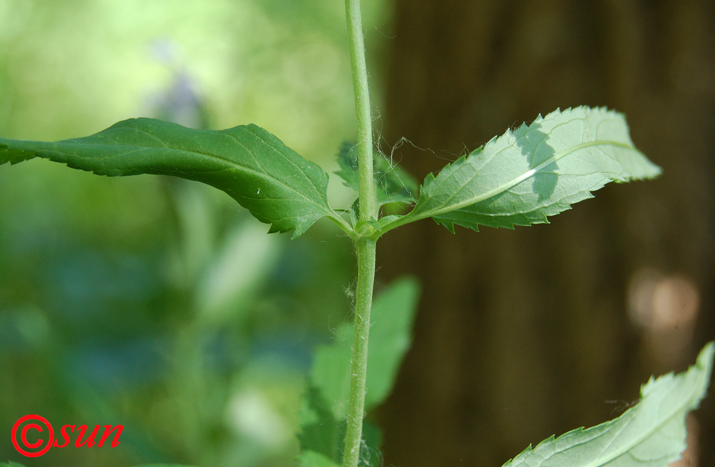 Image of Veronica longifolia specimen.