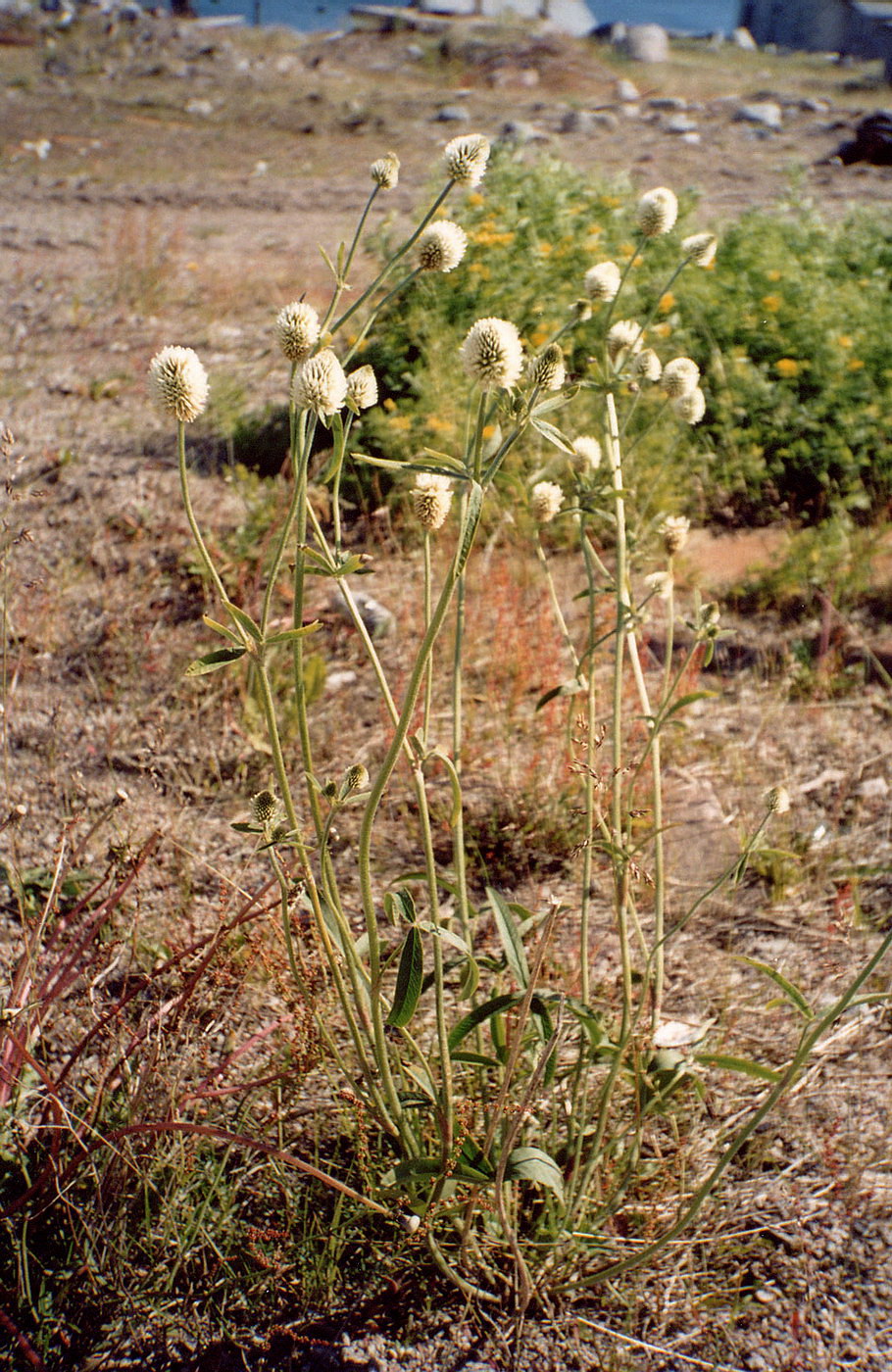 Image of Trifolium montanum specimen.