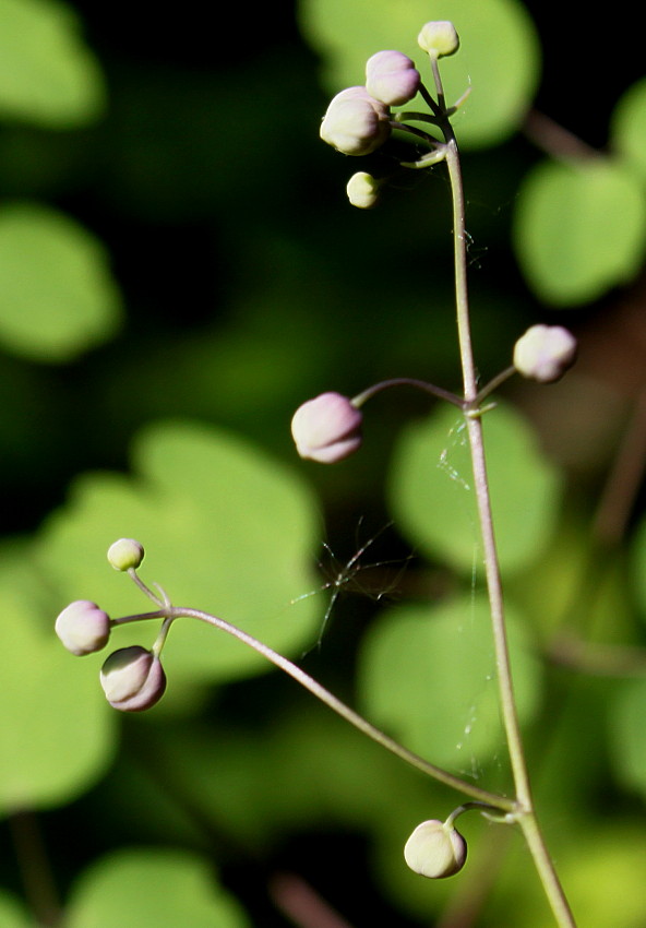 Изображение особи Thalictrum delavayi.