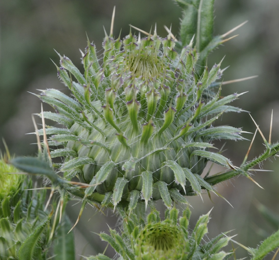 Image of Cirsium ligulare specimen.