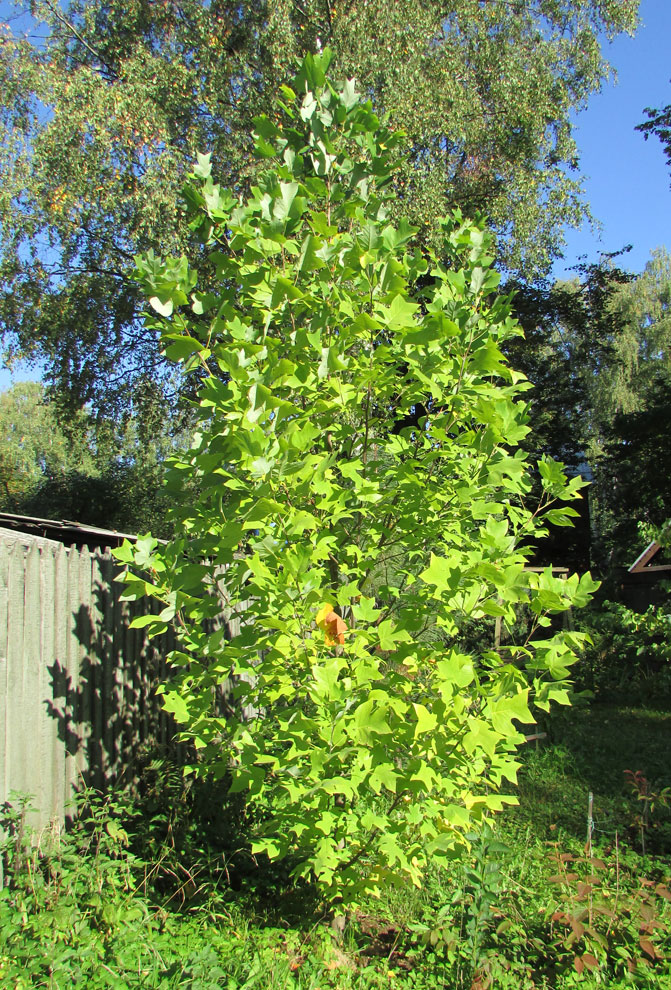 Изображение особи Liriodendron tulipifera.