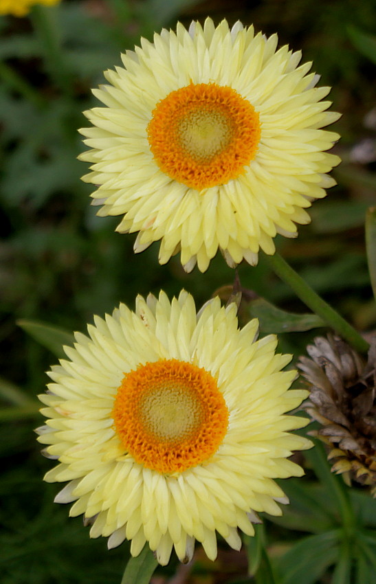 Image of Xerochrysum bracteatum specimen.