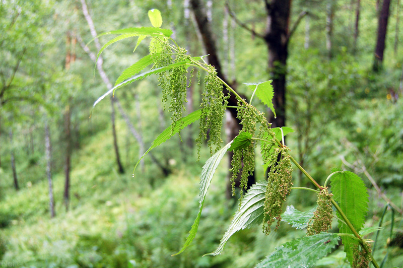 Изображение особи Urtica dioica.