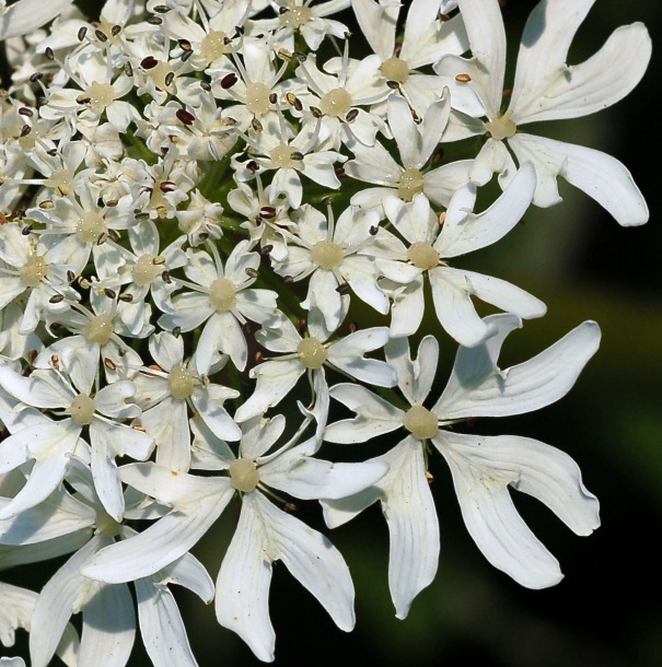 Image of Heracleum dissectum specimen.