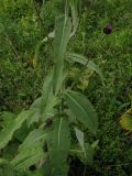 Cirsium helenioides