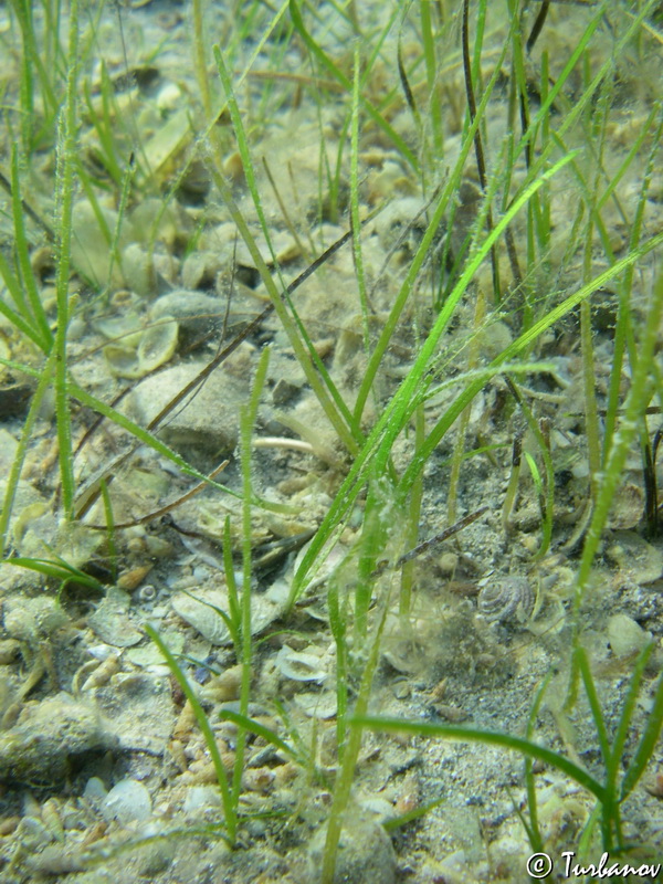 Image of Zostera marina specimen.