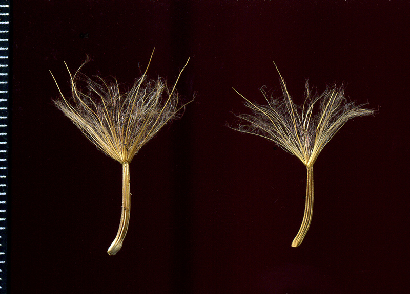 Image of Scorzonera purpurea specimen.