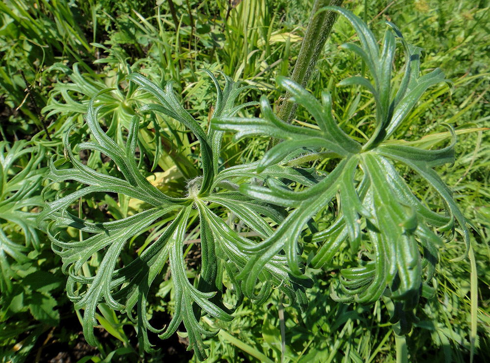 Image of Aconitum barbatum specimen.