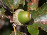 Quercus pubescens. Плод. Черногория, окр. пос. Пржно (Pržno). 07.10.2014.