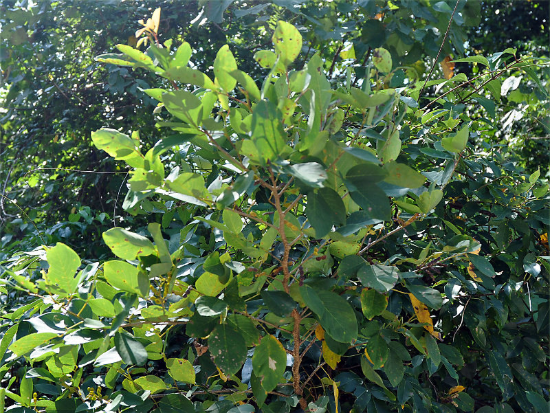 Image of Dendrolobium umbellatum specimen.