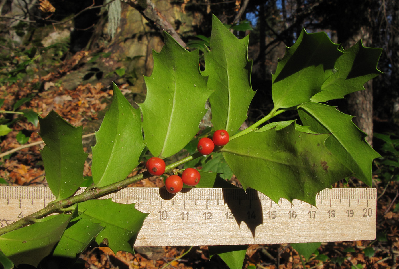 Image of Ilex colchica specimen.