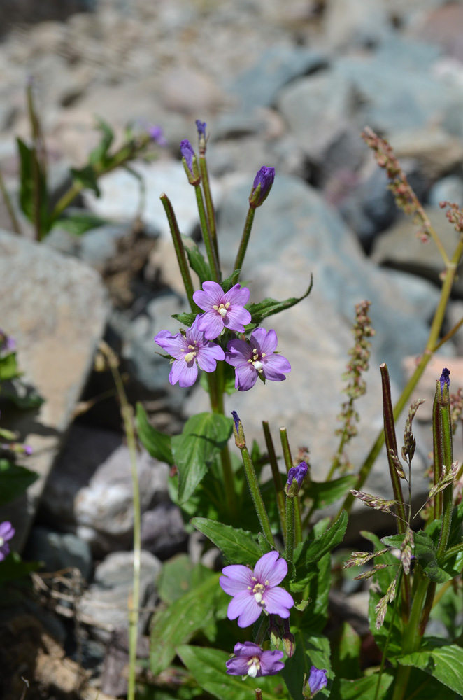 Изображение особи род Epilobium.