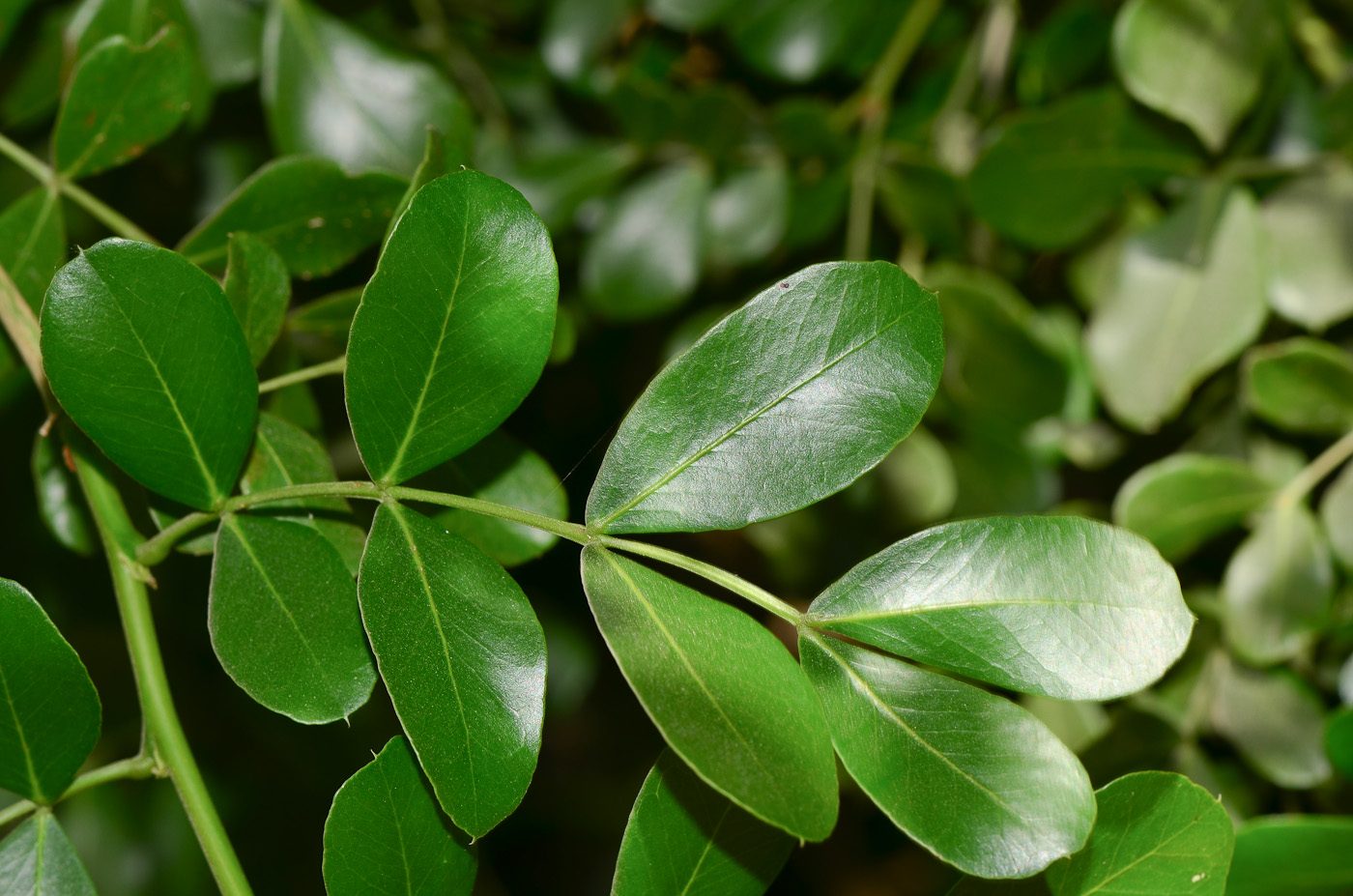 Image of Schotia latifolia specimen.