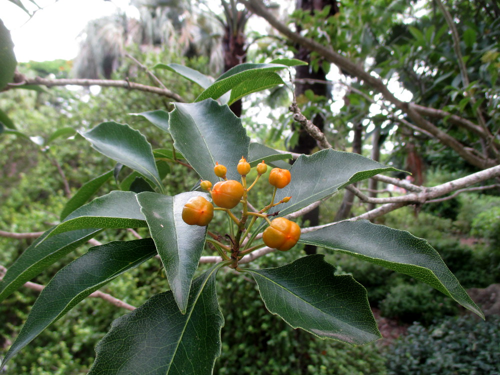 Image of Pittosporum rhombifolium specimen.