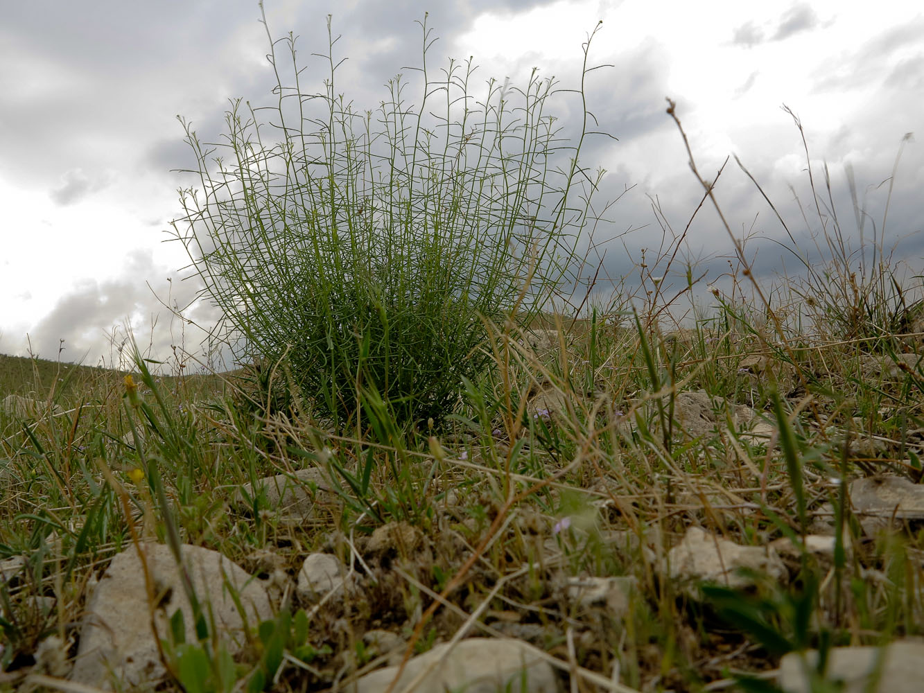 Изображение особи Gypsophila capillaris.