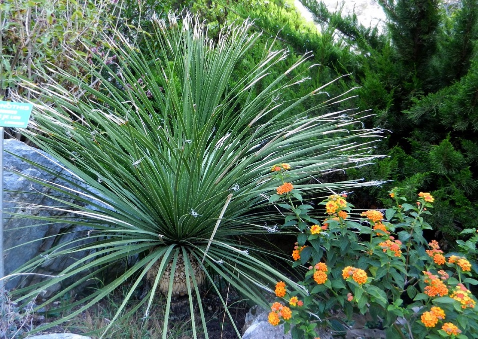 Image of Dasylirion acrotrichum specimen.