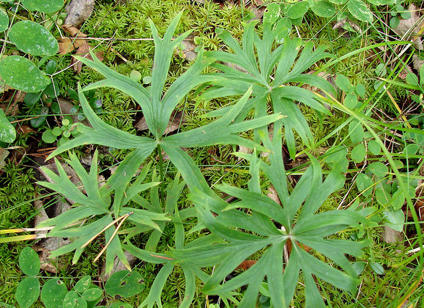 Image of genus Pulsatilla specimen.