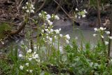 Cardamine tenera