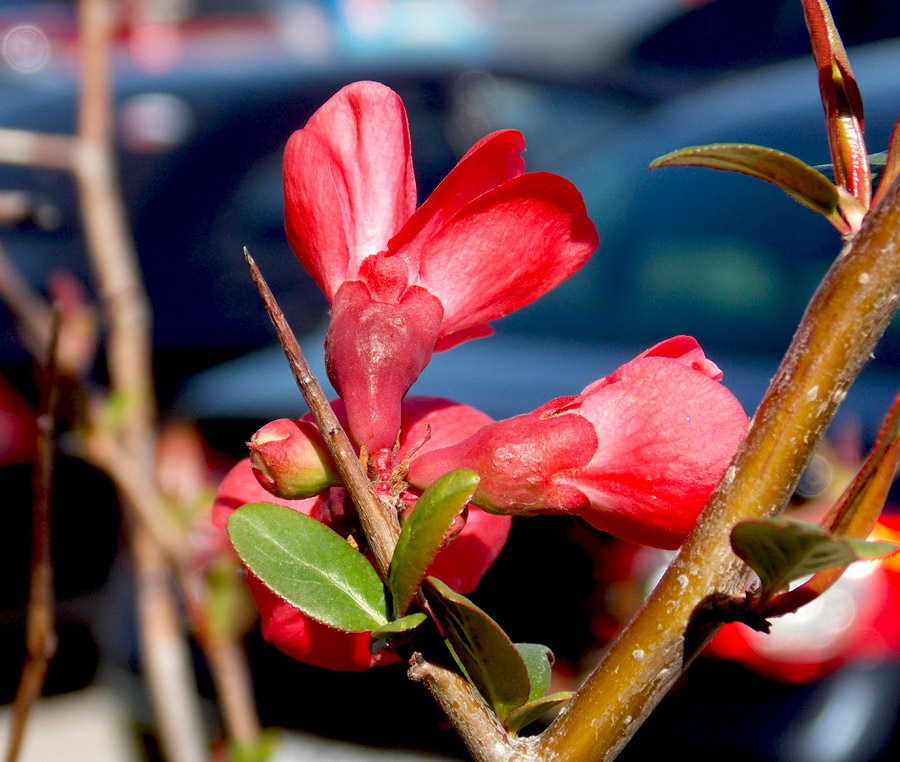 Image of Chaenomeles speciosa specimen.