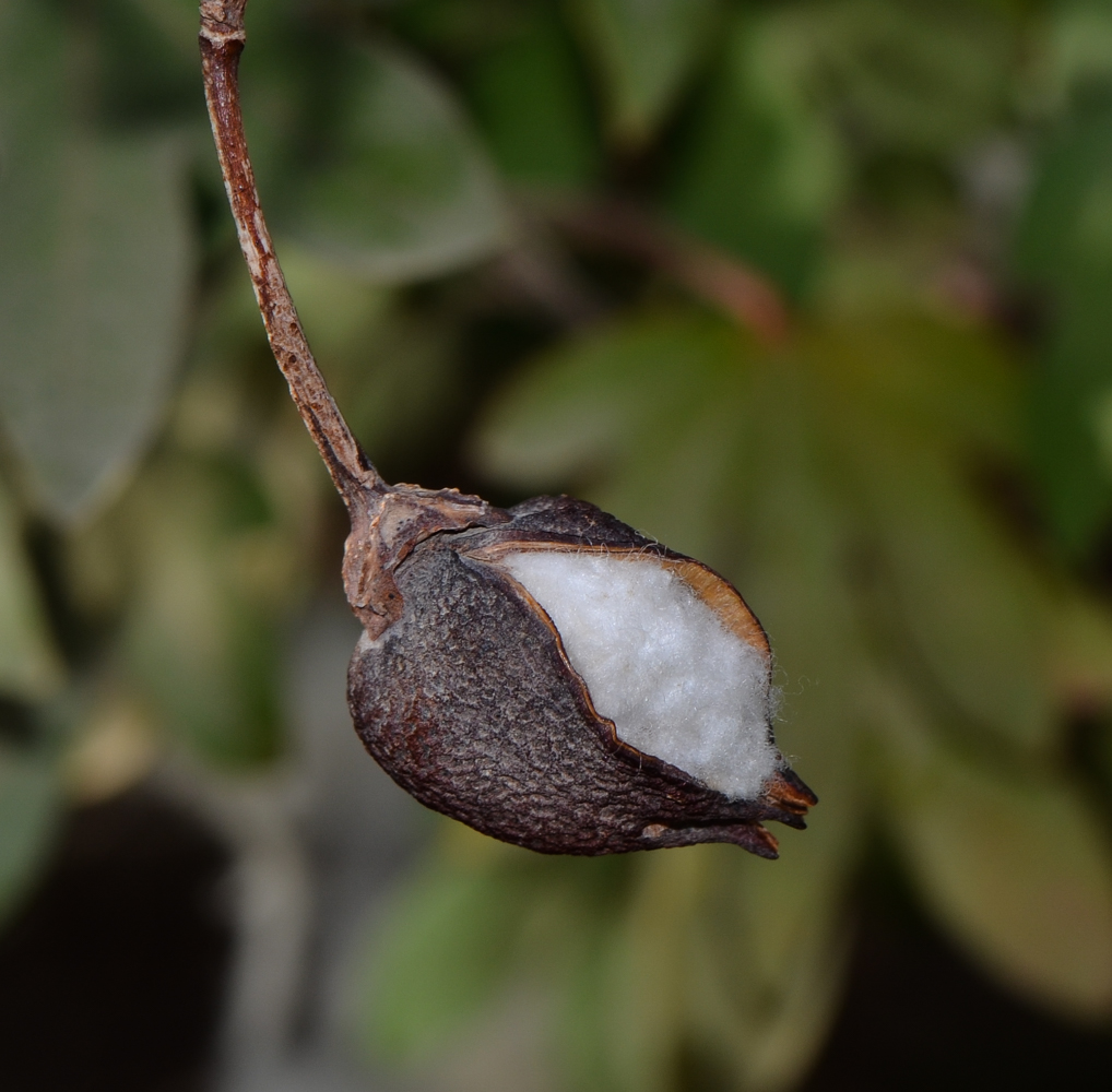 Image of genus Gossypium specimen.