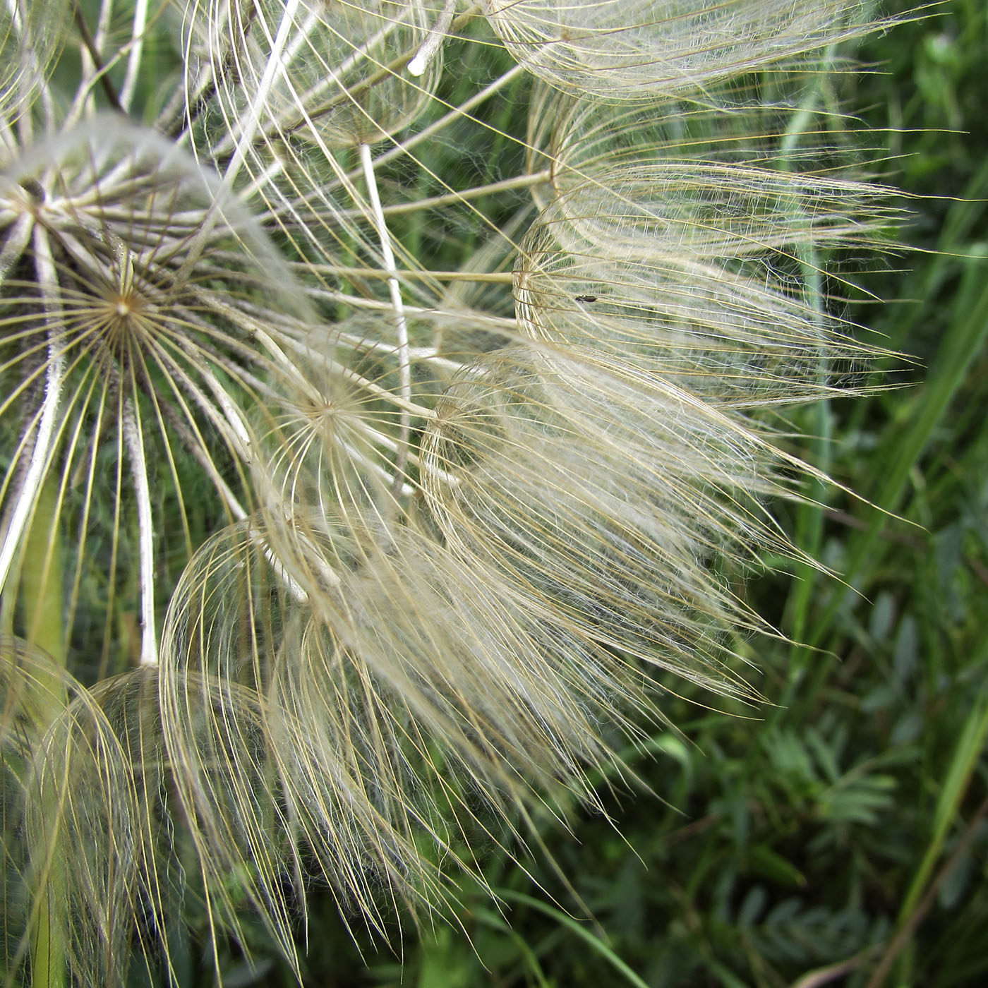 Изображение особи Tragopogon porrifolius.