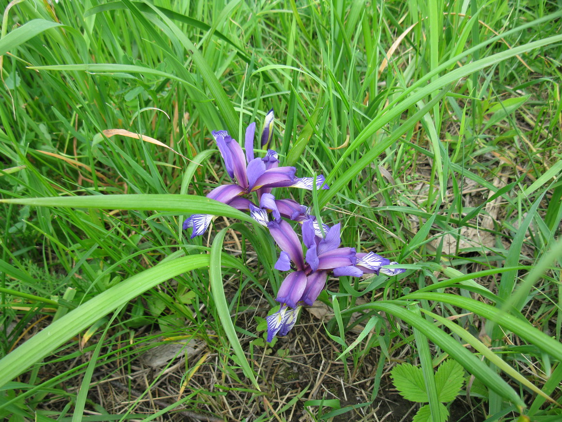 Image of Iris graminea specimen.