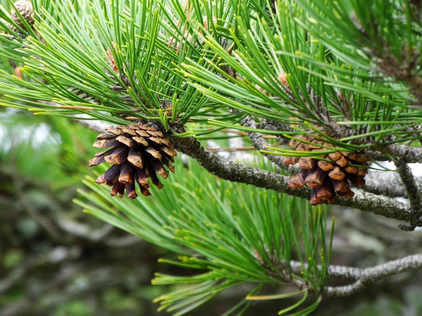 Image of Pinus densiflora specimen.