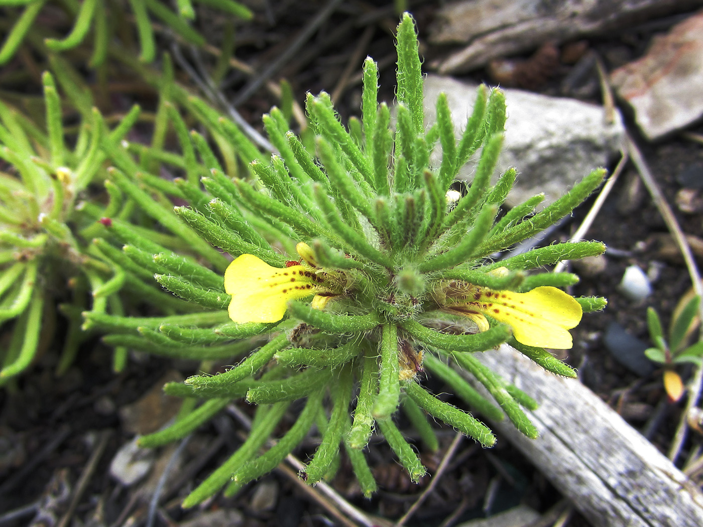 Image of Ajuga chamaepitys specimen.