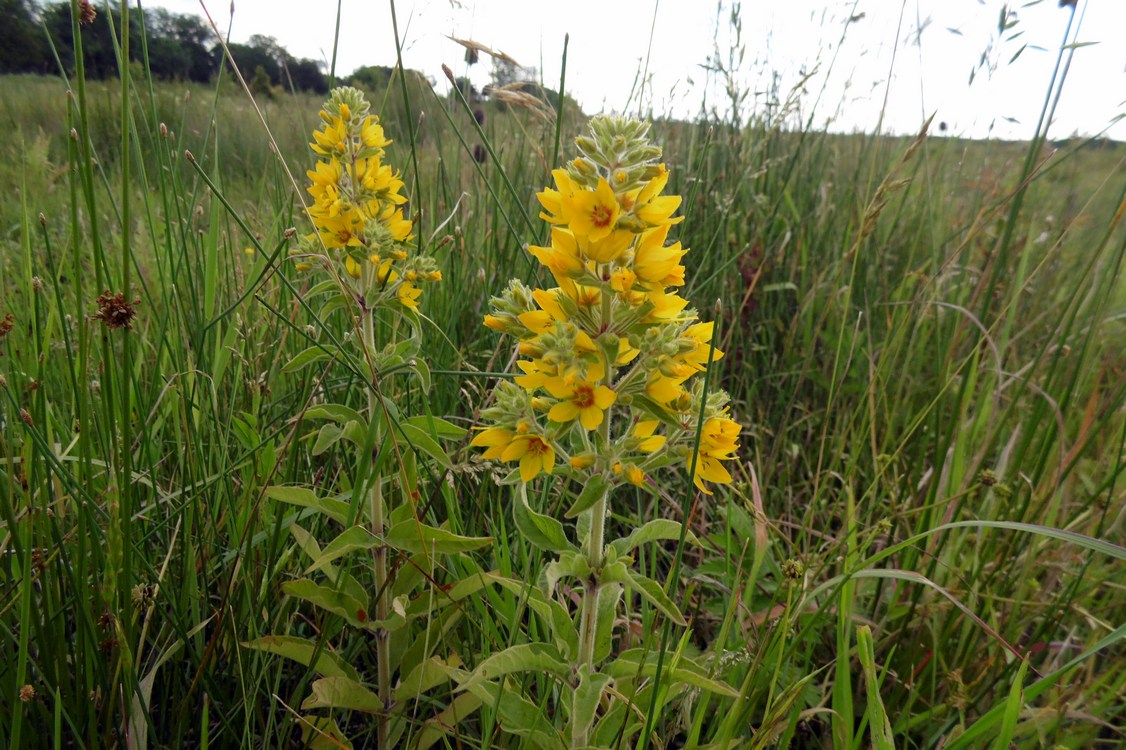 Image of Lysimachia verticillaris specimen.