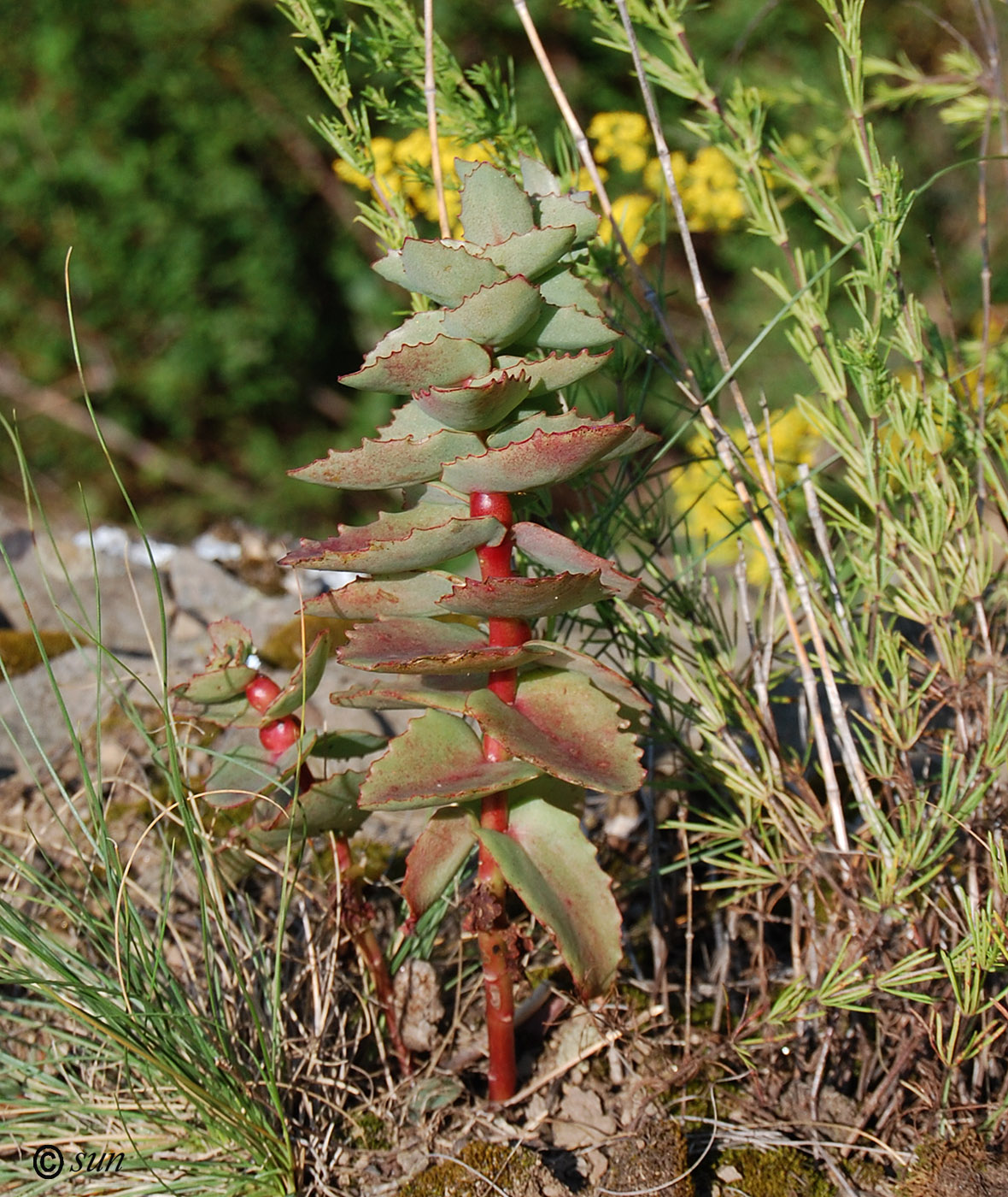 Image of Hylotelephium stepposum specimen.