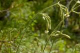 Silene nutans. Часть побега с соцветиями. Средний Урал, Свердловская обл., правый берег р. Чусовая, вершина камня Балабан. 11 июня 2016 г.